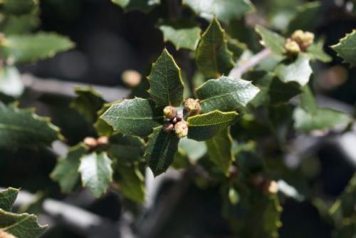 Какие полезные свойства дубовых листьев делают их подходящими для чая. Дуб обыкновенный – польза и вред для организма. Лечебные свойства коры, листьев и желудей