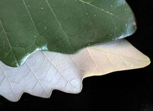 Можно ли давать отвар из листьев дуба детям. Дуб обыкновенный – польза и вред для организма. Лечебные свойства коры, листьев и желудей