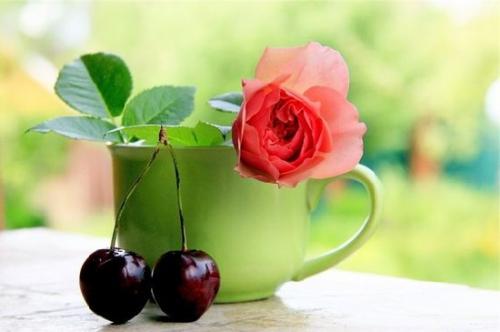 Можно ли добавлять другие травы в чай из дубовых листьев для улучшения вкуса. Из листьев, каких садовых растений готовят чай