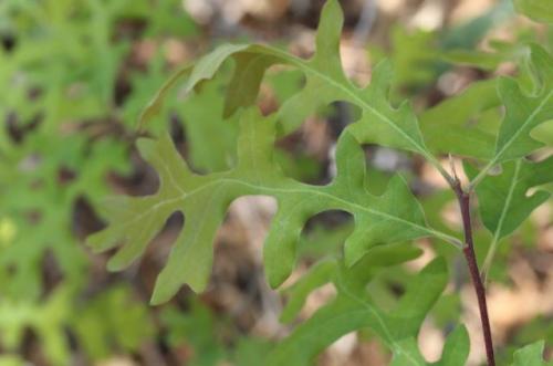 Можно ли давать отвар из листьев дуба детям. Дуб обыкновенный – польза и вред для организма. Лечебные свойства коры, листьев и желудей