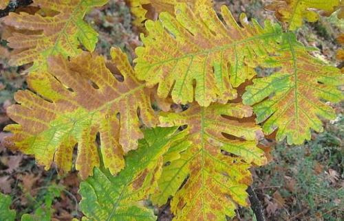 Какие полезные свойства дубовых листьев делают их подходящими для чая. Дуб обыкновенный – польза и вред для организма. Лечебные свойства коры, листьев и желудей