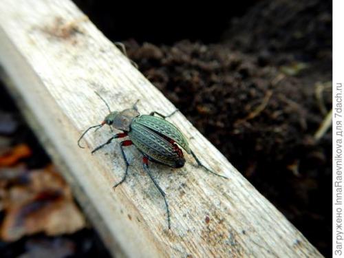 Какие преимущества использования дубовых опавших листьев на участке. И дубовым листьям найдется применение. Как бесплатно избавиться от сорняков