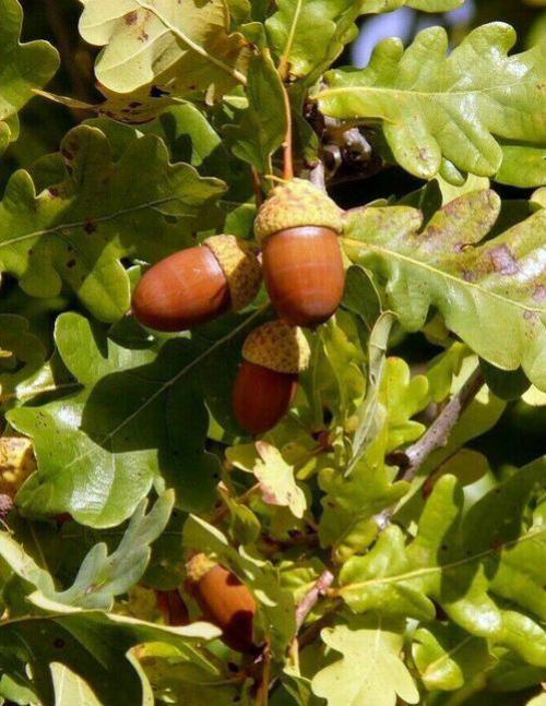 Дуб: древесное чудо с целебной силой и магическим духом 06 Дуб: древесное чудо с целебной силой и магическим духом 06