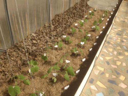 Можно ли применять дубовые листья в теплице или парнике. Мульчируем опавшей листвой грядки в теплице и получаем мощные огурцы и помидоры