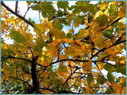 Как сезонные изменения влияют на листья дуба. Листопад — сезонное обновление: дуб, рябина, тополь, яблоня