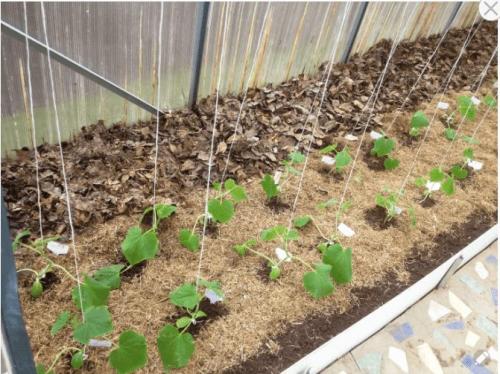 Можно ли применять дубовые листья в теплице или парнике. Мульчируем опавшей листвой грядки в теплице и получаем мощные огурцы и помидоры