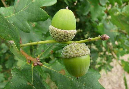 Можно ли давать отвар из листьев дуба детям. Дуб обыкновенный – польза и вред для организма. Лечебные свойства коры, листьев и желудей