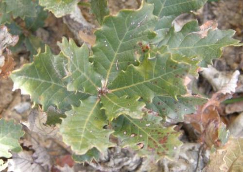 Можно ли давать отвар из листьев дуба детям. Дуб обыкновенный – польза и вред для организма. Лечебные свойства коры, листьев и желудей