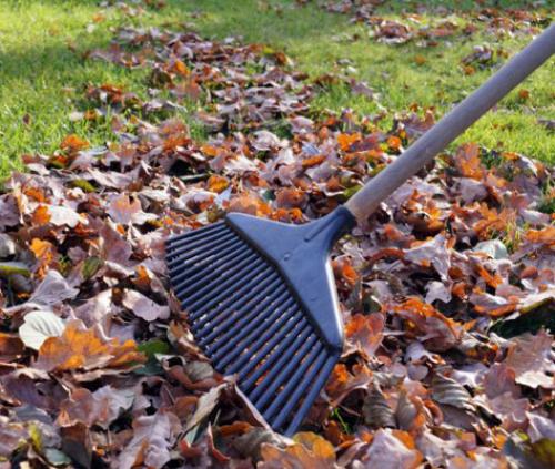 Есть ли какие-либо недостатки или противопоказания к использованию дубовых листьев на участке. О «дубовой» пользе