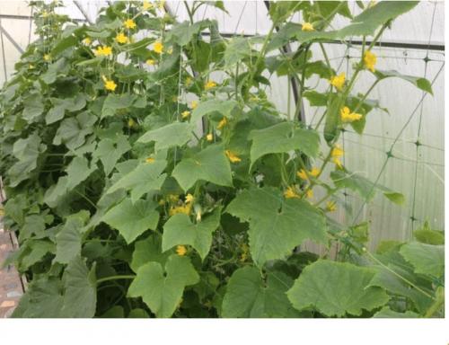 Можно ли применять дубовые листья в теплице или парнике. Мульчируем опавшей листвой грядки в теплице и получаем мощные огурцы и помидоры