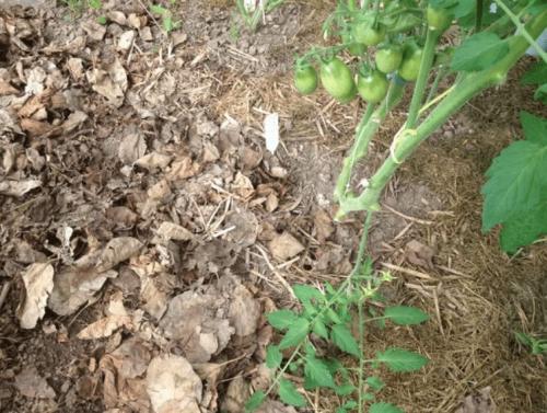 Можно ли применять дубовые листья в теплице или парнике. Мульчируем опавшей листвой грядки в теплице и получаем мощные огурцы и помидоры