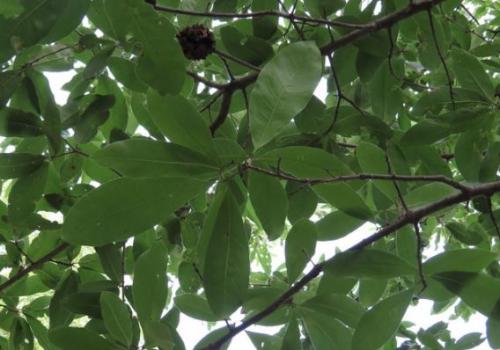 Можно ли давать отвар из листьев дуба детям. Дуб обыкновенный – польза и вред для организма. Лечебные свойства коры, листьев и желудей