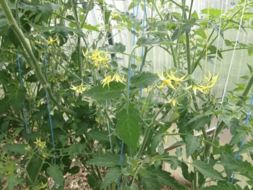 Можно ли применять дубовые листья в теплице или парнике. Мульчируем опавшей листвой грядки в теплице и получаем мощные огурцы и помидоры