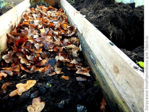 Какие преимущества использования дубовых опавших листьев на участке. И дубовым листьям найдется применение. Как бесплатно избавиться от сорняков