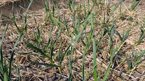 Выращивание чеснока в открытом грунте чеснок посадка уход. Выращивание озимого чеснока 08 Выращивание чеснока в открытом грунте чеснок посадка уход. Выращивание озимого чеснока 08