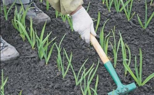 Выращивание чеснока в открытом грунте чеснок посадка уход. Выращивание озимого чеснока 07 Выращивание чеснока в открытом грунте чеснок посадка уход. Выращивание озимого чеснока 07