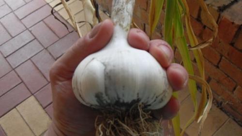 Выращивание чеснока в открытом грунте чеснок посадка уход. Выращивание озимого чеснока 06 Выращивание чеснока в открытом грунте чеснок посадка уход. Выращивание озимого чеснока 06