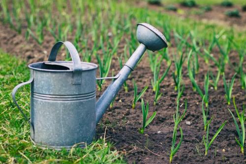 Выращивание чеснока в открытом грунте чеснок посадка уход. Выращивание озимого чеснока 09 Выращивание чеснока в открытом грунте чеснок посадка уход. Выращивание озимого чеснока 09