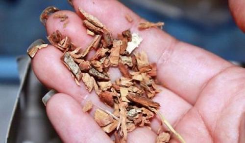 Как часто рекомендуется применять дубовые листья для волос. Применение коры дуба для волос от выпадения: рецепты чудодейственных масок