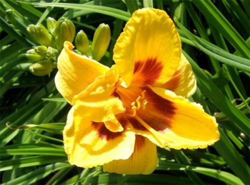 Посадка лилейников в августе. Лилейники в открытом грунте – посадка, уход, размножение, фото цветов