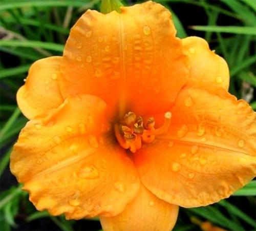 Посадка лилейников в августе. Лилейники в открытом грунте – посадка, уход, размножение, фото цветов