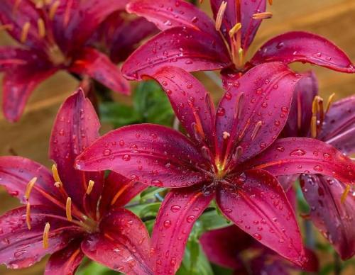 Лилейник уход осенью. Особенности ухода за лилейниками осенью