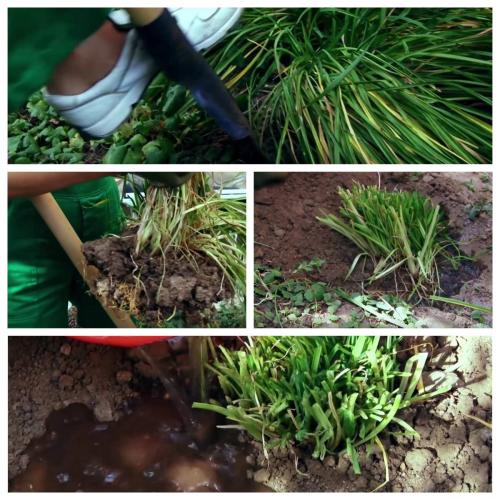 Лилейники посадка и уход. Посадка лилейников