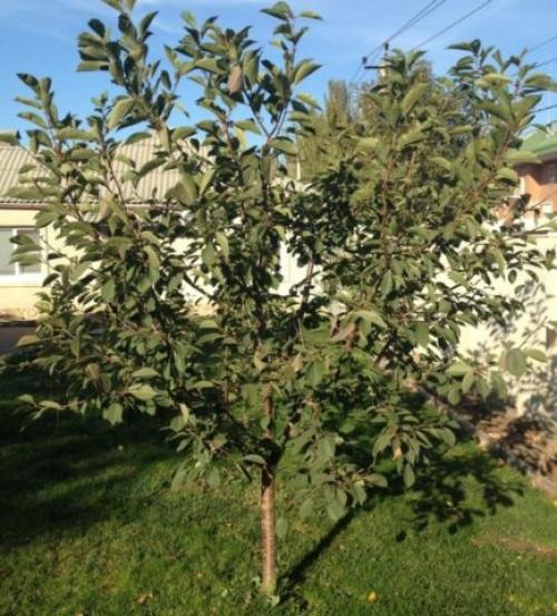 Вишня Норд Стар опылители. Описание вишни Норд Стар