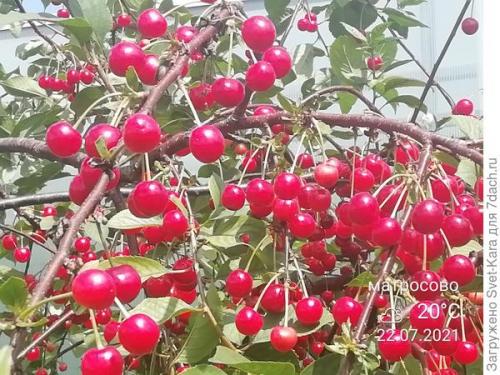 Вишня сорт Норд Стар описание. О, вишня, ты - краса и настоящая звезда. И имя тебе 'Hорд Стар'