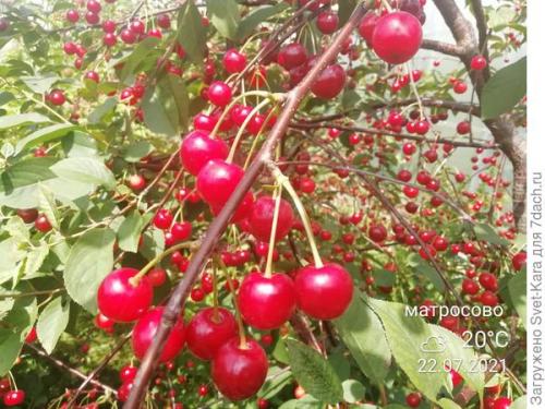 Вишня сорт Норд Стар описание. О, вишня, ты - краса и настоящая звезда. И имя тебе 'Hорд Стар'