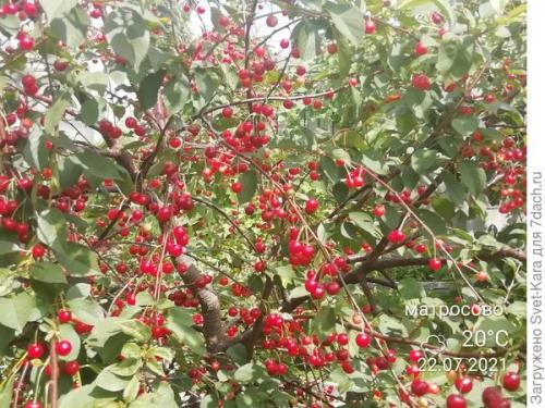 Вишня сорт Норд Стар описание. О, вишня, ты - краса и настоящая звезда. И имя тебе 'Hорд Стар'