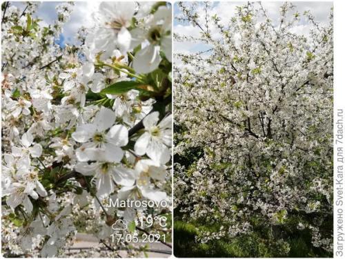 Вишня сорт Норд Стар описание. О, вишня, ты - краса и настоящая звезда. И имя тебе 'Hорд Стар'