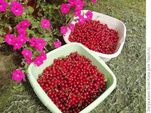 Вишня сорт Норд Стар описание. О, вишня, ты - краса и настоящая звезда. И имя тебе 'Hорд Стар'