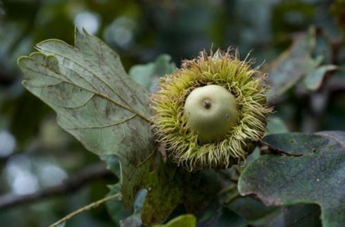 Какие полезные вещества содержатся в листьях дуба и как они влияют на организм. Дуб обыкновенный – польза и вред для организма. Лечебные свойства коры, листьев и желудей
