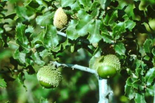 Какие полезные вещества содержатся в листьях дуба и как они влияют на организм. Дуб обыкновенный – польза и вред для организма. Лечебные свойства коры, листьев и желудей