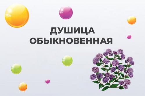 Дуб: природное средство от 10 недуг 02 Дуб: природное средство от 10 недуг 02