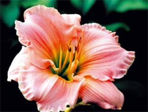 Технология посадки лилейников в открытый грунт весной. Особенности посадки 01