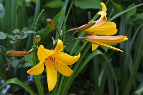 Лилейник под деревом. Лилейник (70 фото): виды и особенности ухода