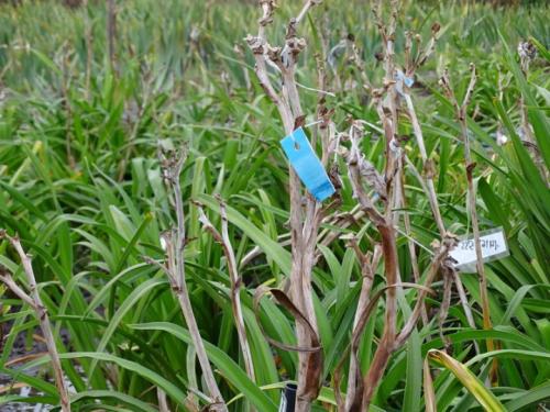 Лилейник уход осенью. Уход за лилейниками осенью и подготовка к зиме — надо ли укрывать цветы в Подмосковье и других регионах