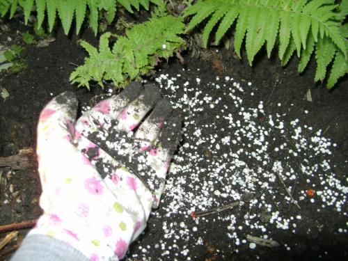 Лилейник уход осенью. Уход за лилейниками осенью и подготовка к зиме — надо ли укрывать цветы в Подмосковье и других регионах