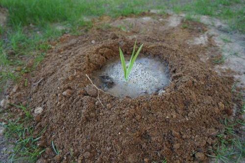 Лилейник под деревом. Лилейник (70 фото): виды и особенности ухода