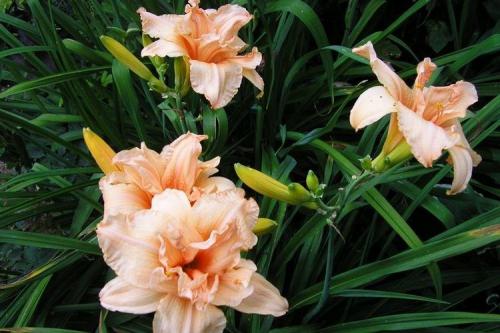 Лилейник под деревом. Лилейник (70 фото): виды и особенности ухода