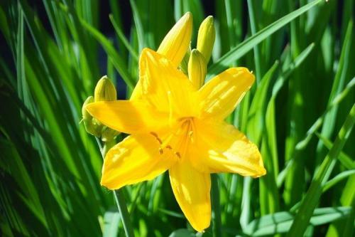 Лилейник под деревом. Лилейник (70 фото): виды и особенности ухода