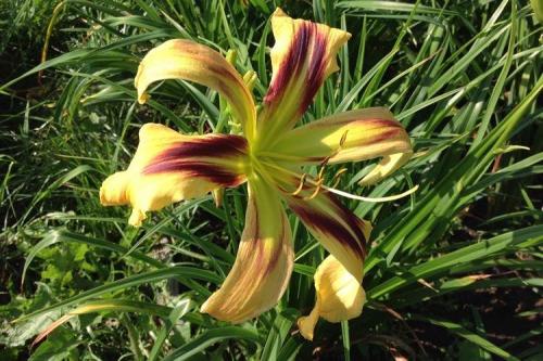 Лилейник под деревом. Лилейник (70 фото): виды и особенности ухода