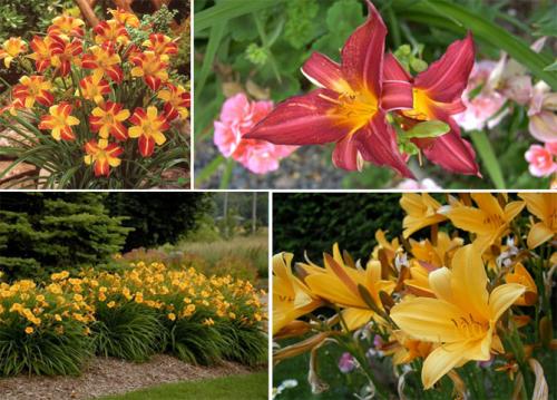 Какую почву любят лилейники. Лилейники в открытом грунте – посадка, уход, размножение, фото цветов