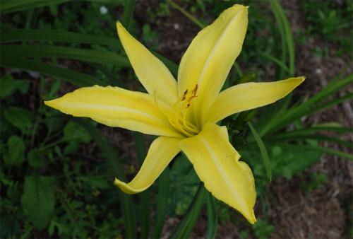 Какую почву любят лилейники. Лилейники в открытом грунте – посадка, уход, размножение, фото цветов