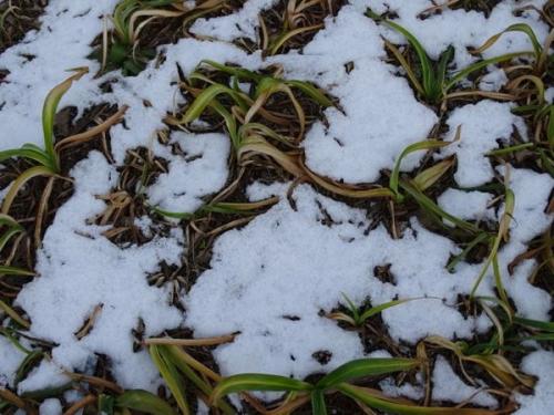 Лилейник уход осенью. Уход за лилейниками осенью и подготовка к зиме — надо ли укрывать цветы в Подмосковье и других регионах