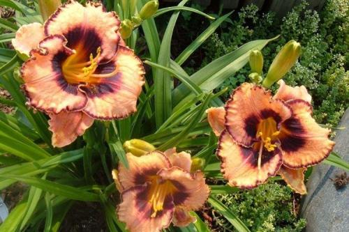 Лилейник под деревом. Лилейник (70 фото): виды и особенности ухода