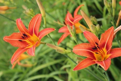 Лилейник под деревом. Лилейник (70 фото): виды и особенности ухода