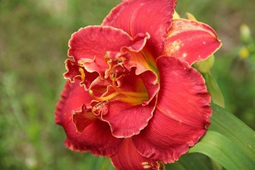 Лилейник под деревом. Лилейник (70 фото): виды и особенности ухода